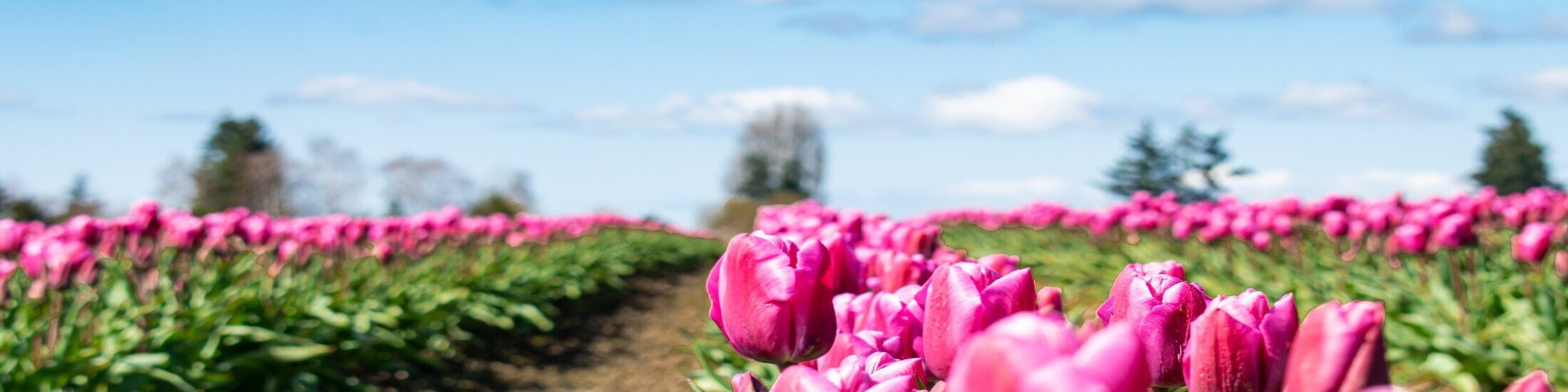 Sumas Mountain Homes for Sale Abbotsford BC Real Estate