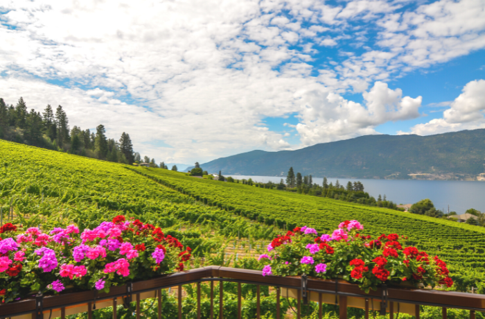 Land lots and acreage for sale Okanagan Central Vineyard